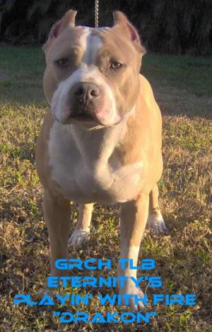 UKCShowQualityPitBullPups