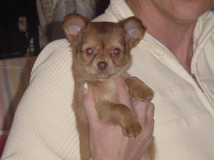 chihuahuapuppieforsale