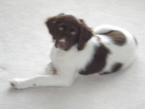 BrittanySpanielPuppy