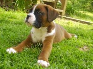 Boxerpuppiesforsale