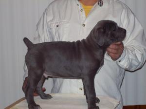 BigBeautifulCaneCorsos