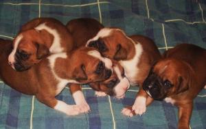 maleboxerpuppiesforsale