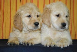 PuppiesforSale