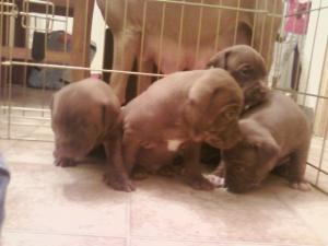 americanpitbullpuppies