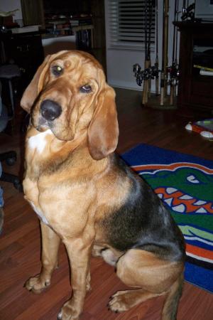 AKCCertifiedBloodhound