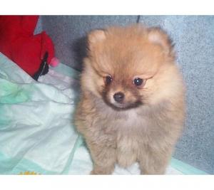 PomeranianpuppiesavailableatPoddarkennel