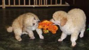 Poodlepuppiesforsale