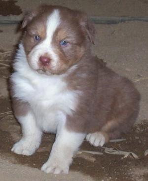 AKCASCAAustralianShepherdredtrimalepuppie