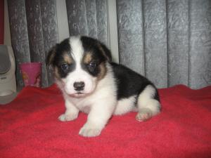 PembrokeWelshCorgiAKCPupsReadyForValentines