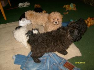 AKCToyTinyToyPoodles