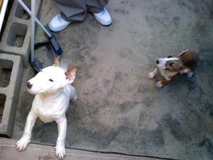 BullTerrierpuppiesforsale