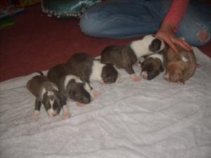 BLUEPITBULLPUPS