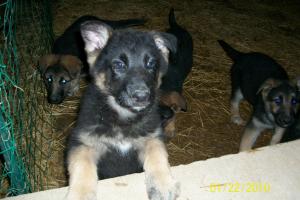 BlackandTanGermanShepherdPuppieswithpapers