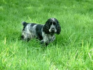 CockerSpanielpuppiesavailableatPoddarkennel