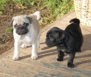 LovablePugBabies