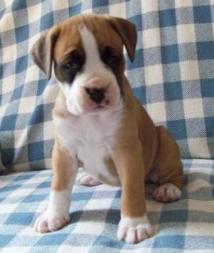 BoxerpuppiesavailableatPoddarkennel