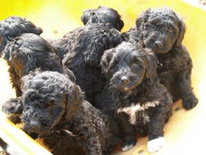 PortugueseWaterDogPuppies