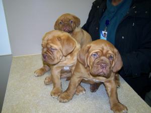 HugeREDFRENCHMASTIFFS