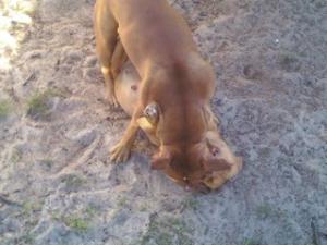 rednosebullterrier