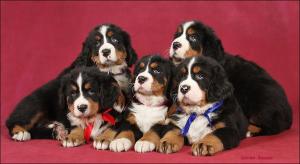 BerneseMountainDogPuppies