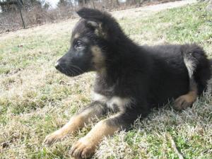 AKCGermanShepherdPuppy