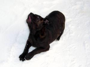 CaneCorsoakaItalianMastiff