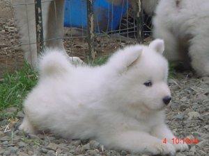 Samoyedpuppiesforsale