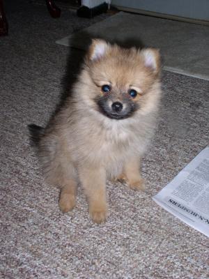 Pomeranianpuppies