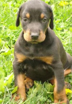 DobermannpuppiesavailableatPoddarkennel