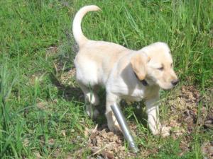 BlackandYellowLabs