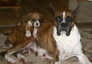 AKCCHBredBoxerPuppies