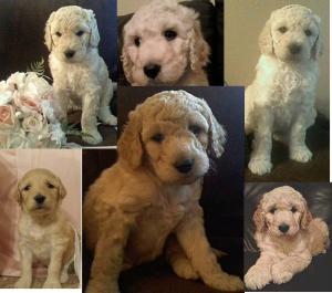 Goldendoodle