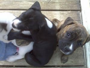 BoxerPitpuppies