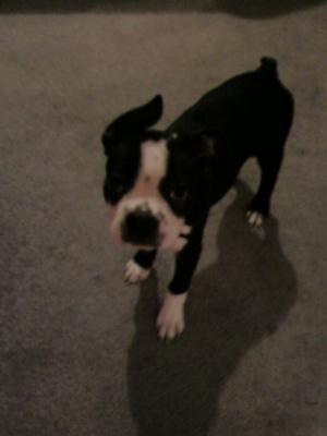 BostonTerrier