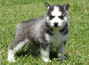 AKCSiberianHuskyPuppy