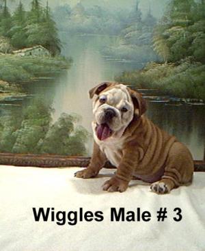 AKCregisteredEnglishBulldogpuppiesforsale