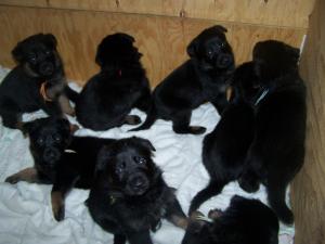 AKCQUALITYWORKINGLINEPUPPIESFORSALE