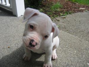 ABAregisteredAmericanBulldogpuppies