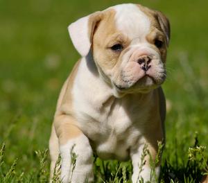 HighQualityAKCEnglishBulldogpuppies