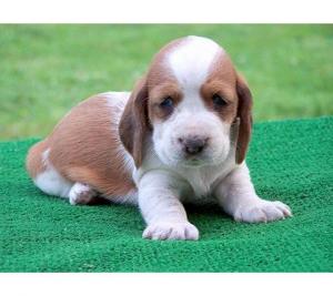 PoddarkennelQualityBassetHoundpuppies