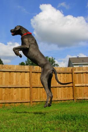 AKCBlueGreatDanes