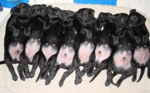 femaleblacklabpuppies