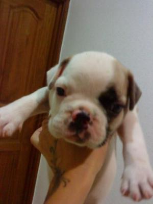 FrenchBulldogForSale