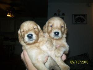 PurebredGoldenRetrieverPuppies