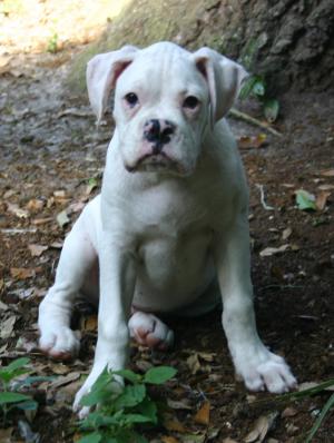 ChBredAKCBoxerPups