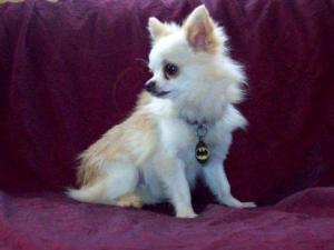 Goodandlovelychihuahuapuppiesforsale