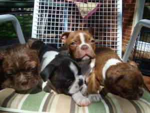 BostonTerrierPuppiesforSale