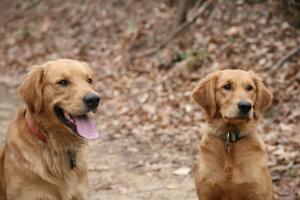 AKCGoldenRetrieverPuppiesForSale