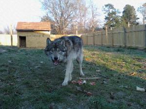 wolfhybridpuppies