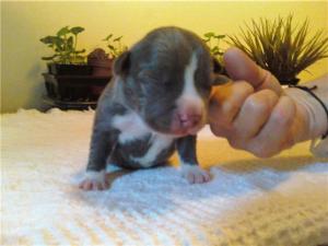 BLUEBullyPitBullPuppies